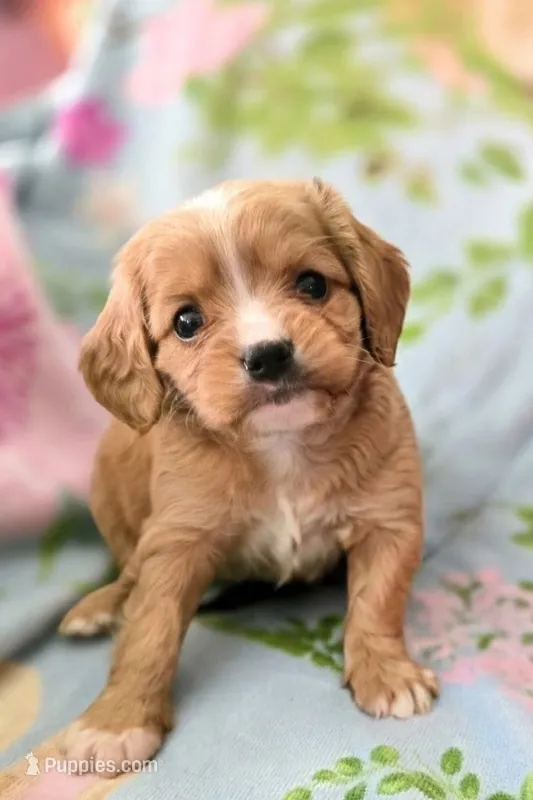 Tesla – Cavapoo puppy for sale in Albany, OR