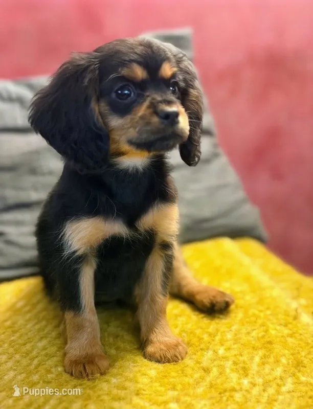 Mikey – Cavapoo puppy for sale in Albany, OR