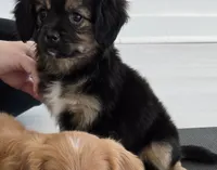 Wilma, a female Aussalier for sale in Albany, OR – 3 of 4