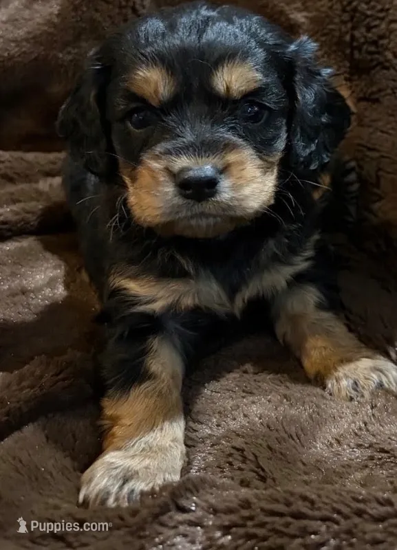 Winnie – Cavapoo puppy for sale in Albany, OR