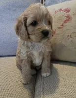 Erin, a female Cavapoo for sale in Albany, OR – 1 of 2