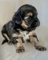 Willow, a female Aussalier for sale in Albany, OR – Photo 2 of 2