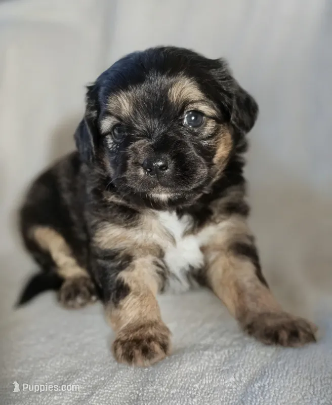 Willow, a female Aussalier for sale in Albany, OR – Photo 1 of 2