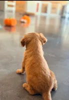 Micah , a male Cavapoo for sale in Albany, OR – 3 of 3