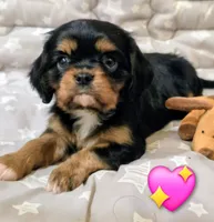 Anna, a female Cavalier King Charles Spaniel for sale in Albany, OR – 2 of 3