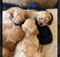 Mark, a male Cavapoo for sale in Albany, OR – 2 of 3