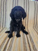 Max, a male Cavapoo for sale in Albany, OR – 2 of 2