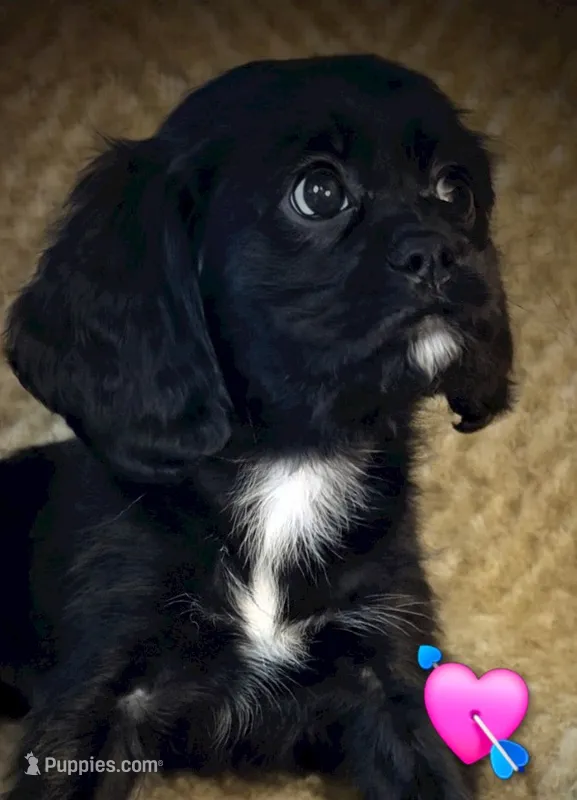 Max – Cavapoo puppy for sale in Albany, OR
