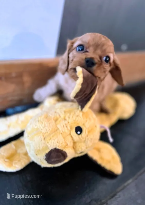 Mark – Cavapoo puppy for sale in Albany, OR
