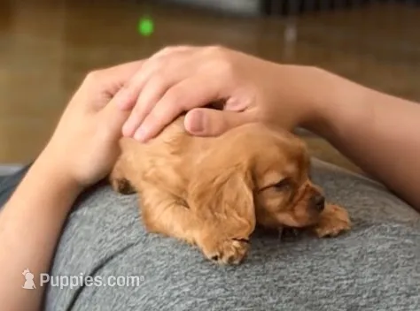 Micah  – Cavapoo puppy for sale in Albany, OR