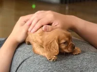 Micah , a male Cavapoo for sale in Albany, OR – 1 of 3