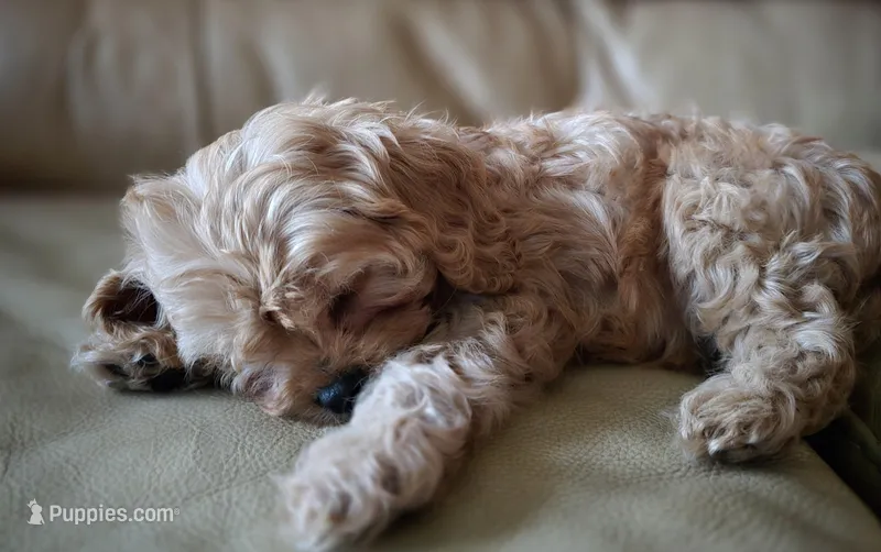 Zazh – Cavapoo puppy for sale in Albany, OR