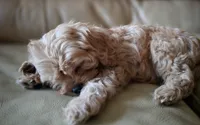 Zazh, a male Cavapoo for sale in Albany, OR – Photo 1 of 3