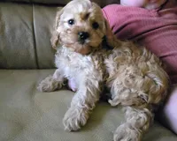 Zazh, a male Cavapoo for sale in Albany, OR – Photo 2 of 3