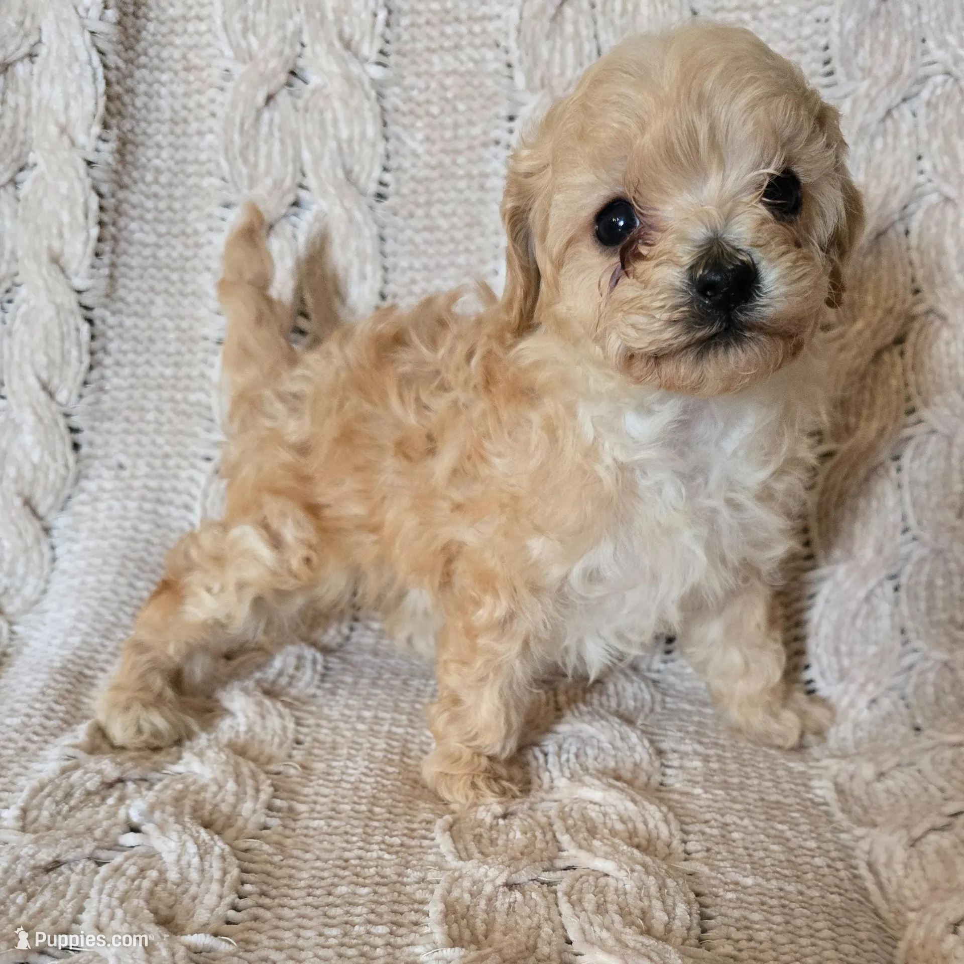 Sasha, a female Cavapoo for sale in Albany, OR – Photo 2 of 2