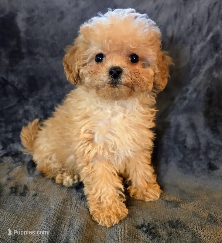 Sammy – Cavapoo puppy for sale in Albany, OR