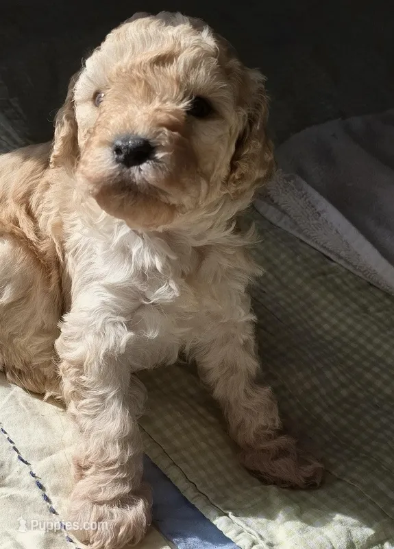 Luke – Cavapoo puppy for sale in Albany, OR