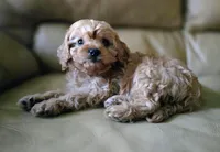Zazh, a male Cavapoo for sale in Albany, OR – Photo 3 of 3