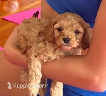 Zac – Cavapoo puppy for sale in Albany, OR
