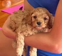 Zac, a male Cavapoo for sale in Albany, OR – 1 of 3