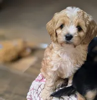 Buddy, a male Cavapoo for sale in Albany, OR – 1 of 1