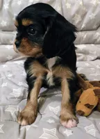 Aaron, a male Cavalier King Charles Spaniel for sale in Albany, OR – 2 of 2