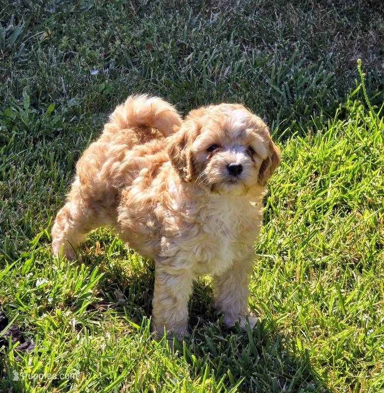 Buddy – Cavapoo puppy for sale in Albany, OR