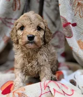 Zac, a male Cavapoo for sale in Albany, OR – 2 of 3
