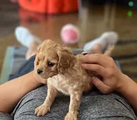 Mark, a male Cavapoo for sale in Albany, OR – 3 of 3