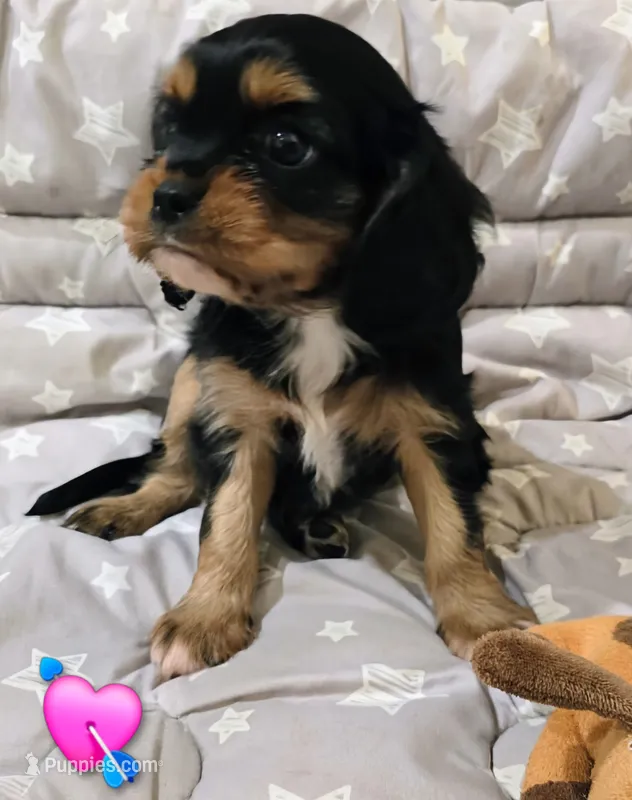 Aaron – Cavalier King Charles Spaniel puppy for sale in Albany, OR