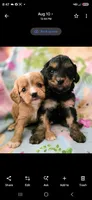 Tesla, a female Cavapoo for sale in Albany, OR – 2 of 2