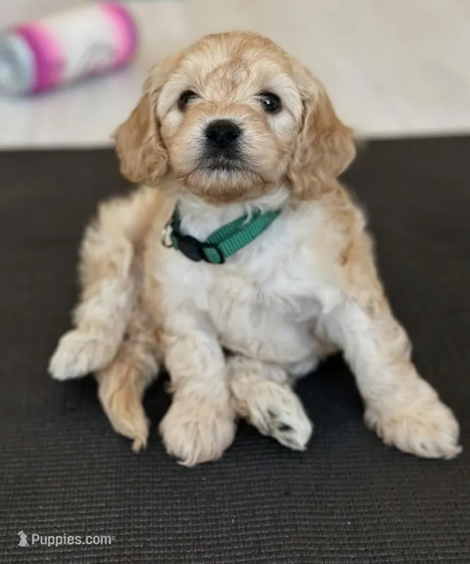 Lucky – Cavapoo puppy for sale in Albany, OR