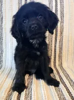 Max, a male Cavapoo for sale in Albany, OR – 1 of 2