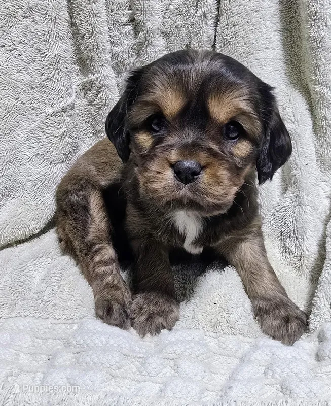 Russ  – Cavalier King Charles Spaniel, Havanese puppy for sale in Albany, OR