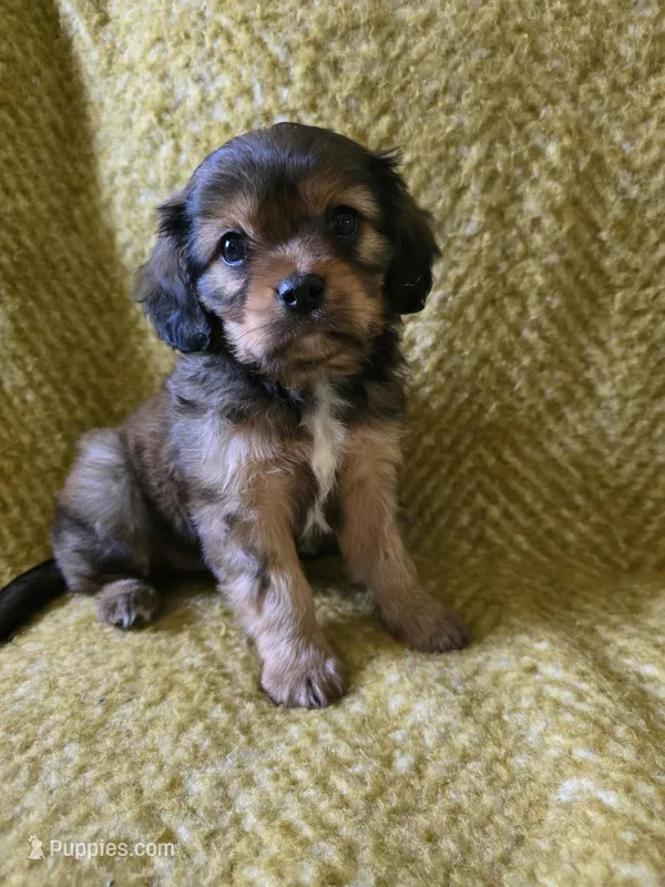 Russ  – Cavalier King Charles Spaniel, Havanese puppy for sale in Albany, OR