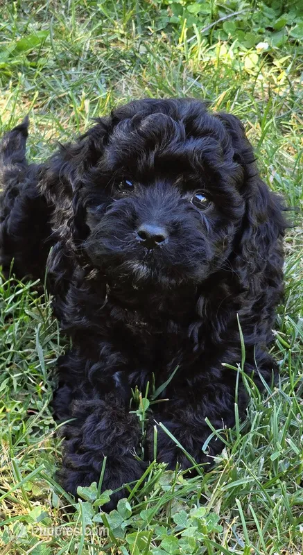 Ebony  – Cavapoo puppy for sale in Albany, OR