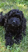 Ebony , a male Cavapoo for sale in Albany, OR – 1 of 3