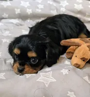 Anna, a female Cavalier King Charles Spaniel for sale in Albany, OR – 3 of 3