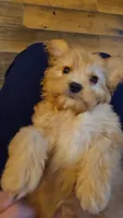 Lance, a male Cavapoo for sale in Albany, OR – 2 of 2