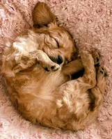 Zac, a male Cavapoo for sale in Albany, OR – 3 of 3