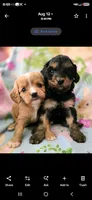 Tianna, a female Cavapoo for sale in Albany, OR – 2 of 2