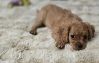 Zane, a male Cavapoo for sale in Albany, OR – 3 of 4