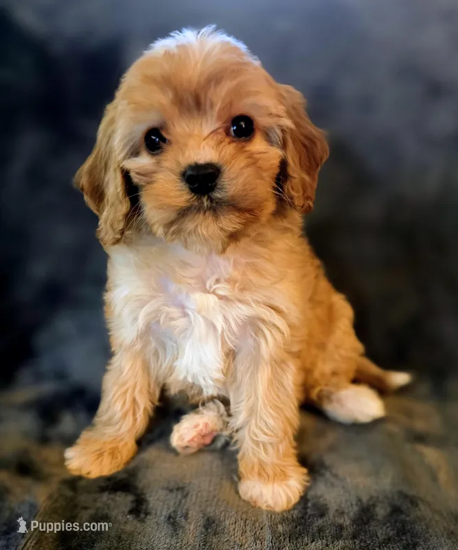 Luke – Cavapoo puppy for sale in Albany, OR