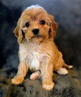 Luke, a male Cavapoo for sale in Albany, OR – Photo 1 of 2