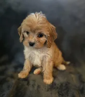 Luke, a male Cavapoo for sale in Albany, OR – Photo 2 of 2