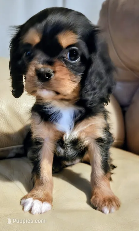 Aaron – Cavalier King Charles Spaniel puppy for sale in Albany, OR