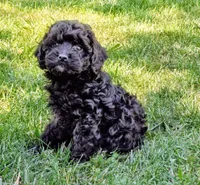 Ebony , a male Cavapoo for sale in Albany, OR – 3 of 3