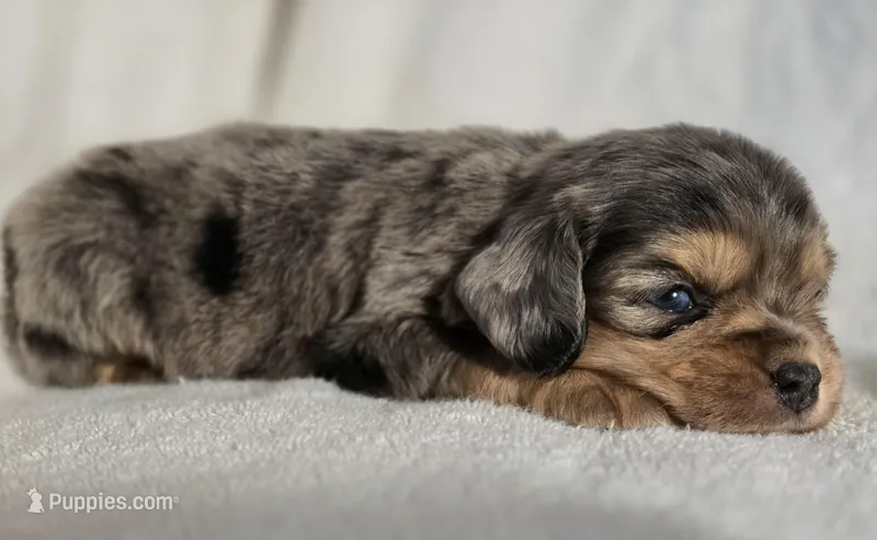 Wyndham , a female Aussalier for sale in Albany, OR – Photo 1 of 1