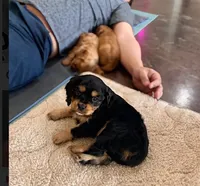 Mikey, a male Cavapoo for sale in Albany, OR – 2 of 2