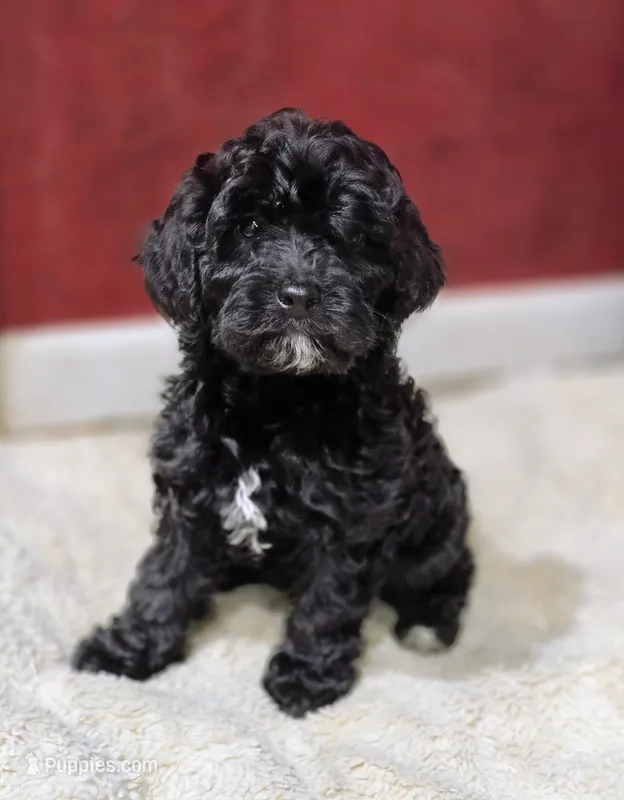 Eddie – Cavapoo puppy for sale in Albany, OR